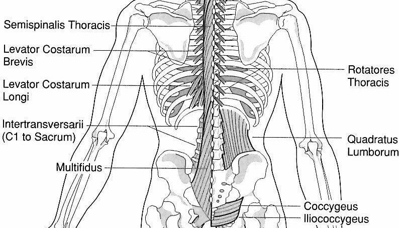 Muscle groups of the Kidney Channel. used to demonstrate how to identify meridians