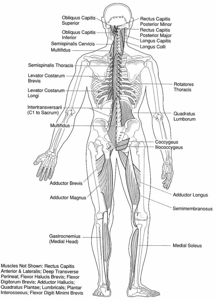 Washington DC acupuncture - how acupuncturists choose acupuncture points - muscles of the bladder meridian