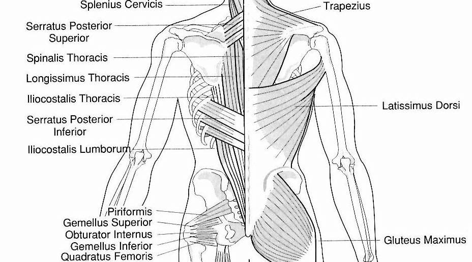 Muscle groups of bladder channel used to demonstrate how to identify meridians