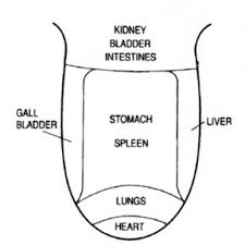 Image depicting how parts of the tongue relate to the organs.