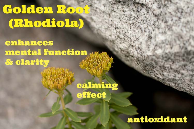 The benefits of golden root (rhodiola) for stress anxiety and more