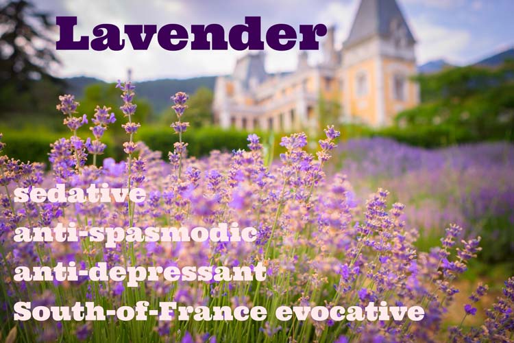 Lavender