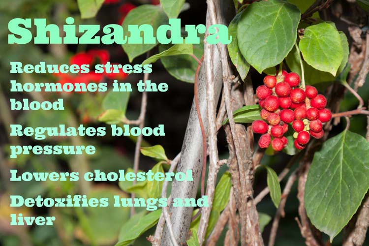 Shizandra helps lower cholesterol and regulate blood pressure