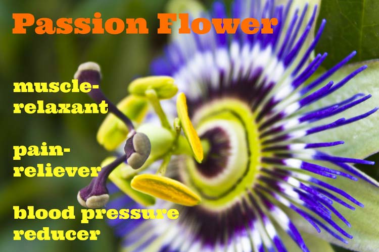 Passion flower is a nervine relaxant herb