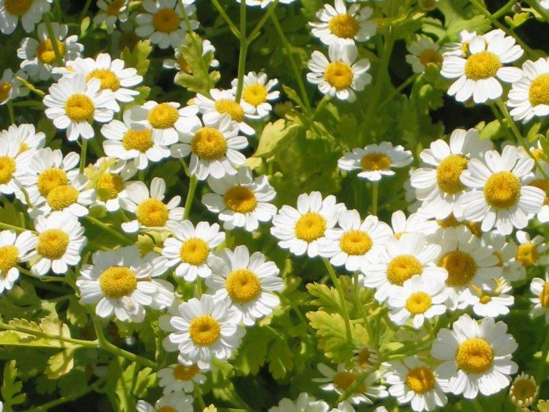 Feverfew medicinal herb - active ingredient in our best Turmeric supplement