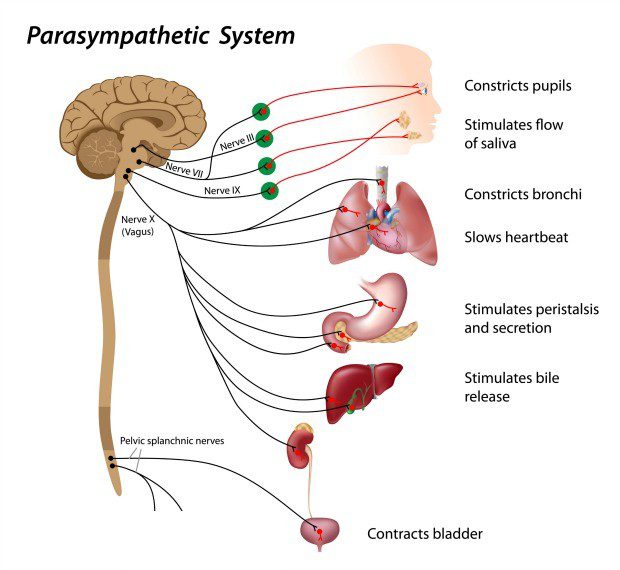Parasympathetic nervous system and response from DC Acupuncture