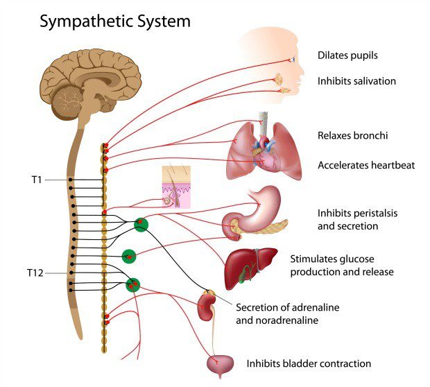Anatomy of the sympathetic nervous system and response - DC Acupuncture