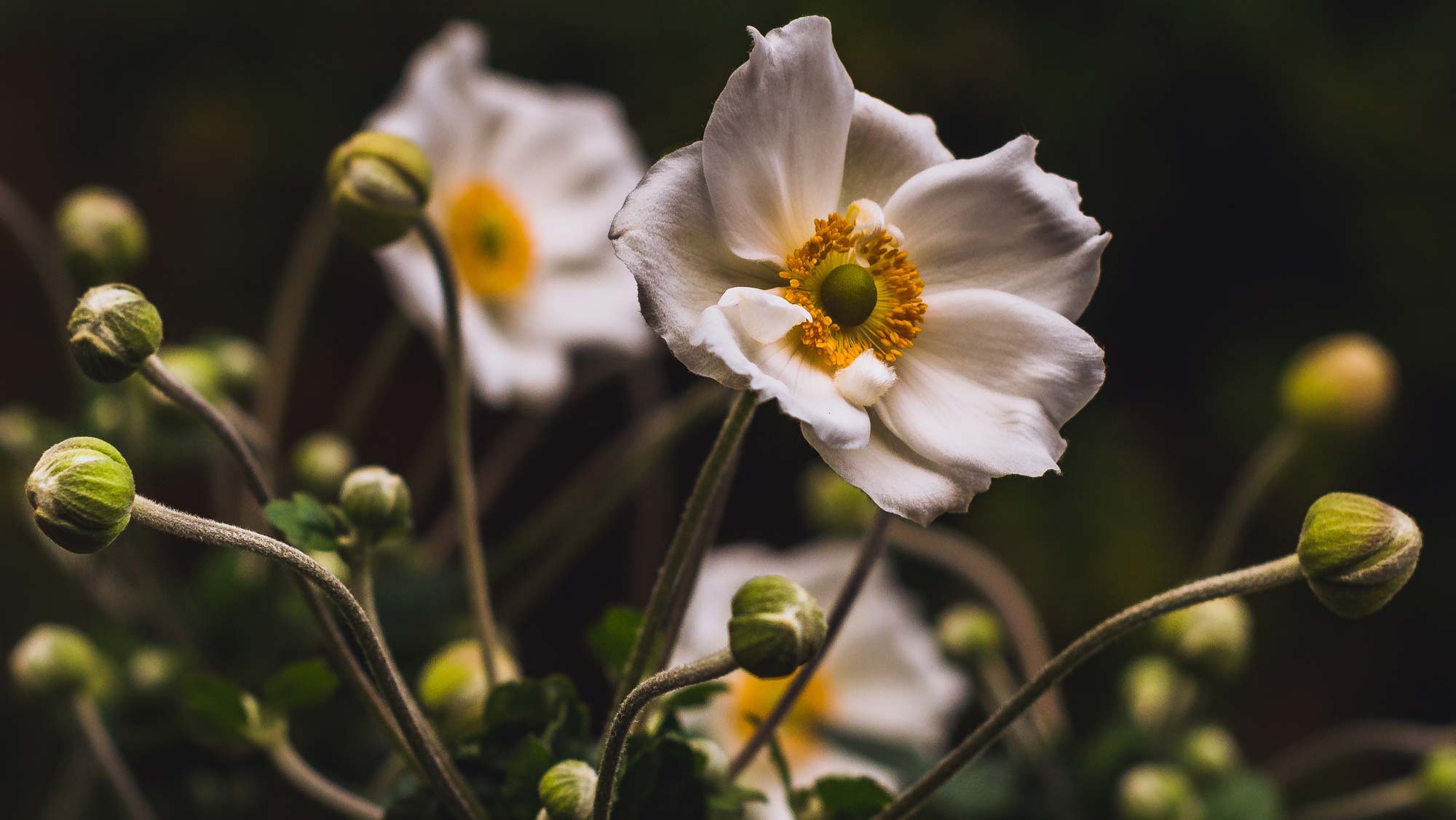 Seasonal Series: Spring
